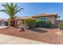 Attractive single-story home with low-maintenance desert landscaping and a mature palm tree at 7526 W Windrose Dr, Peoria, AZ 85381