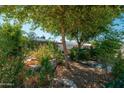 A tranquil garden with mature trees offers shade and privacy to the backyard at 4629 N 9Th St, Phoenix, AZ 85014