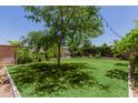 Lush backyard featuring green grass, mature trees, string lights, and well-maintained landscaping at 5659 N 195Th Dr, Litchfield Park, AZ 85340
