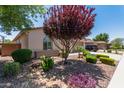 Landscaped front yard featuring various plants, desert landscaping, and a well manicured yard at 157 W Leatherwood Ave, San Tan Valley, AZ 85140
