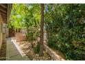 View of the private backyard featuring mature trees at 20044 N 30Th Pl, Phoenix, AZ 85050