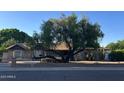 View of the front of the house with a unique rock facade and mature landscaping at 344 E Aepli Dr, Tempe, AZ 85282