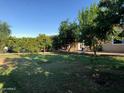 Lush green backyard with mature trees and shrubbery creating a private, shaded outdoor space at 3116 W Dailey St, Phoenix, AZ 85053