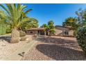 Charming single-story home with desert landscaping, mature palms, and pathway to the front door at 11143 E Vallejo St, Chandler, AZ 85248