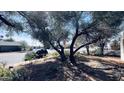 Neighborhood street view featuring a car parked near a tree and a stop sign at 498 W Gail Dr, Chandler, AZ 85225