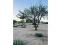 Serene desert landscape featuring native vegetation and a view of the home at 13819 E Cavalry Dr, Scottsdale, AZ 85262
