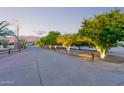 Long driveway lined with trees at dusk leading to the property, partially bordered with wood fencing at 8043 E Laurel St, Mesa, AZ 85207