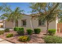 Single-story home featuring well maintained desert landscaping with mature shade trees and colorful flowering plants at 259 E Montego Dr, Casa Grande, AZ 85122