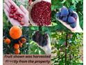 Image shows variety of ripe fruit including figs and pomegranates harvested from property at 3404 E Lavey Ln, Phoenix, AZ 85032