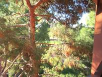 Lush foliage frames a distant glimpse of a well-manicured green space, offering a serene outdoor view at 4303 E Cactus Rd # 331, Phoenix, AZ 85032