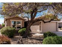 Charming single-story home with mature tree, neutral paint, and low maintenance desert landscaping at 1403 E Las Colinas Dr, Chandler, AZ 85249