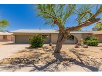 Charming single-story home with well-manicured front yard and desert landscaping featuring a unique tree at 1115 E Carter Dr, Tempe, AZ 85282