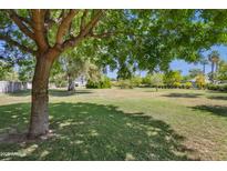 Expansive backyard featuring lush lawn and mature tree providing shade, perfect for outdoor activities at 316 E Bethany Home Rd, Phoenix, AZ 85012
