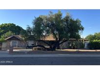 Charming single-story home featuring a stone facade and mature landscaping for added privacy at 344 E Aepli Dr, Tempe, AZ 85282