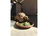 Cute tortoise eating fresh greens outside at 5127 W Dobbins Rd, Laveen, AZ 85339