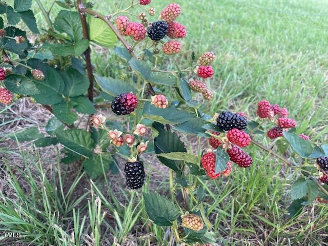 Photo #37