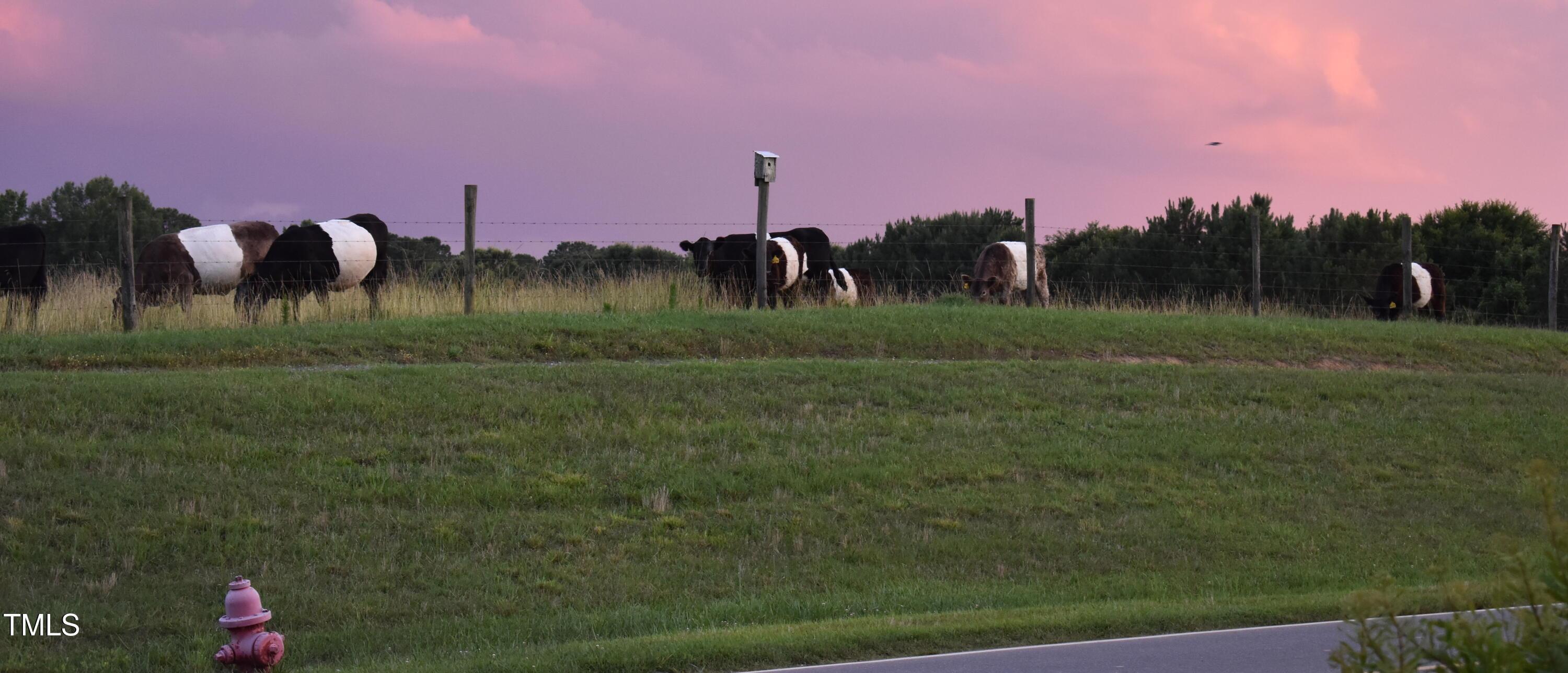Photo #35
