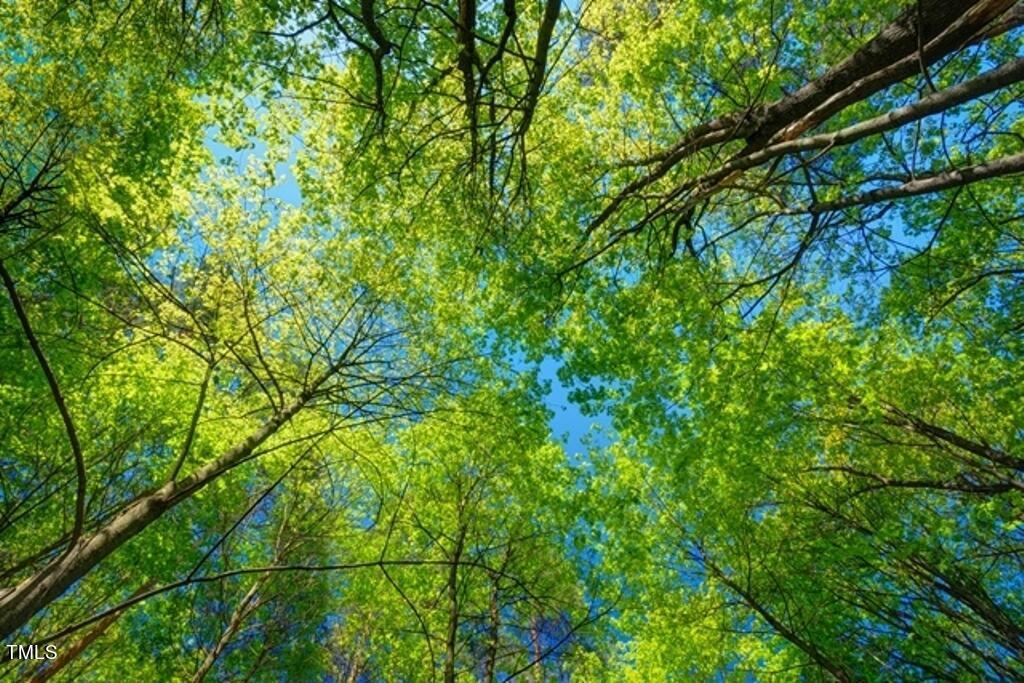 Photo #50