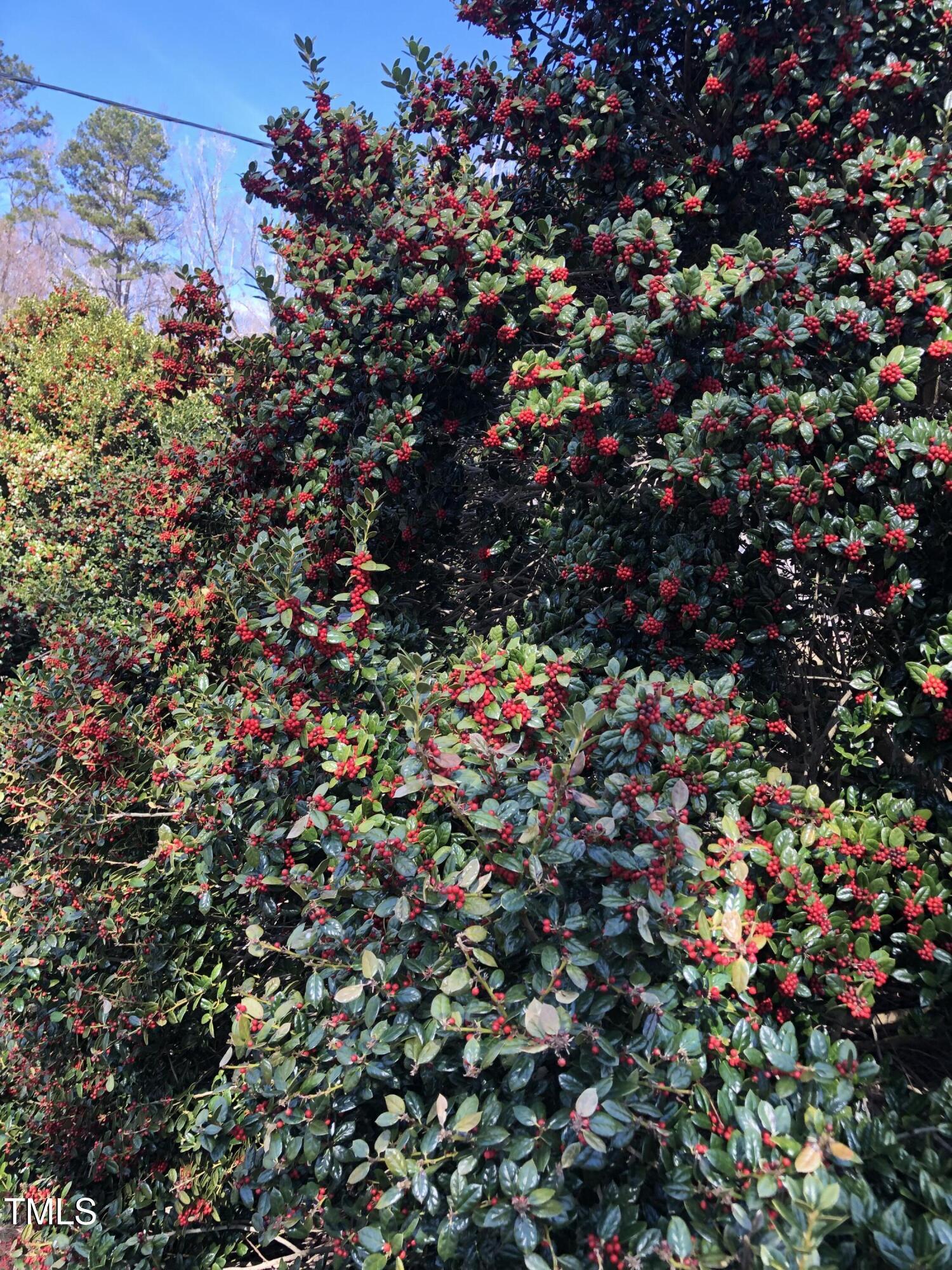 Photo #45