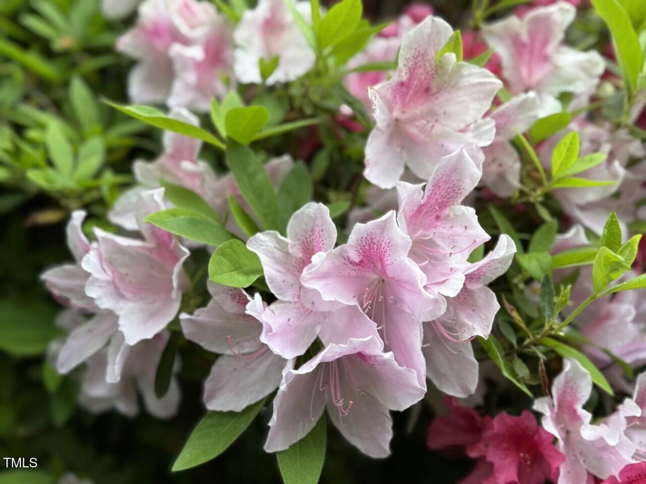 Photo #42