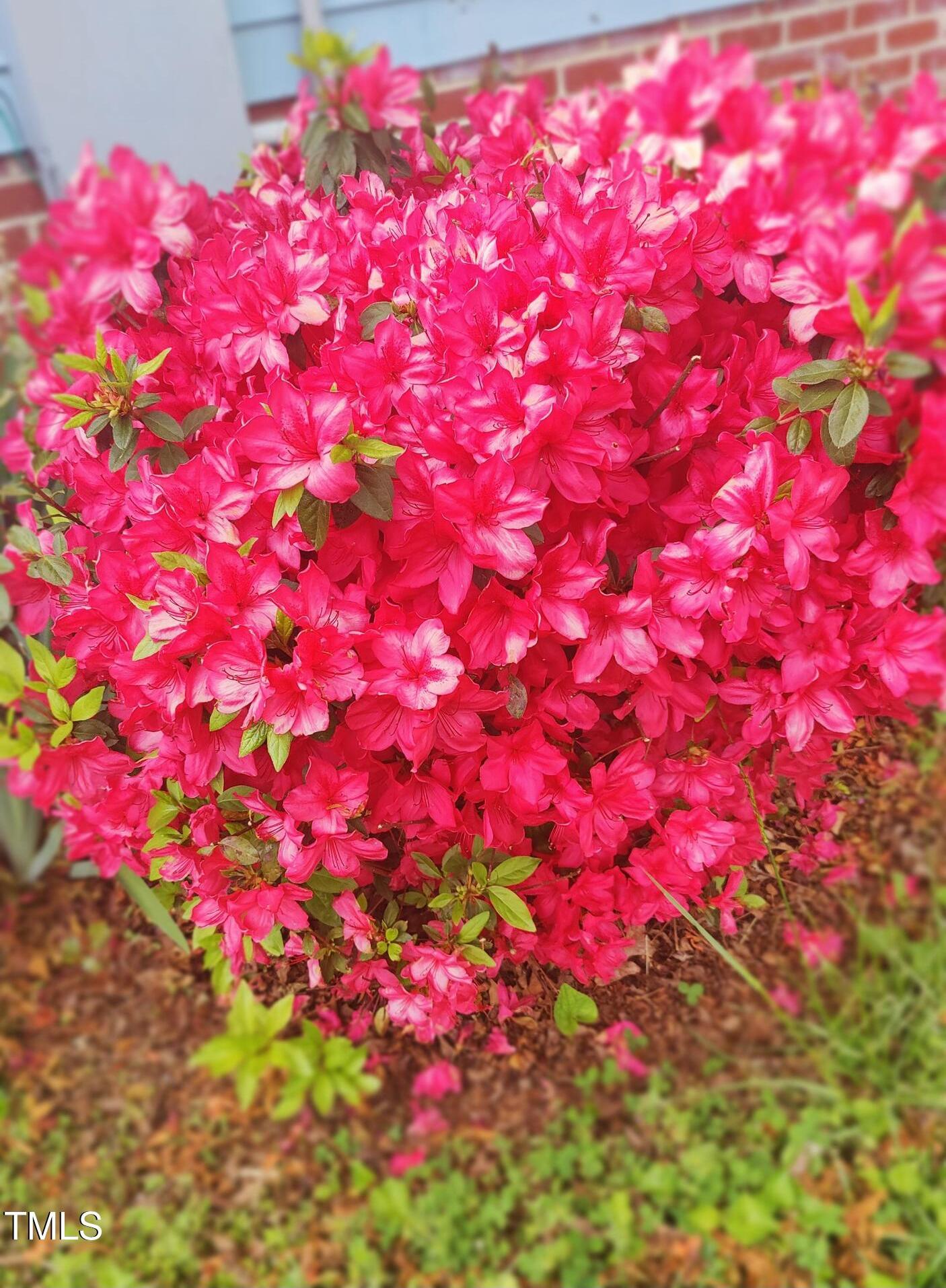 Photo #36