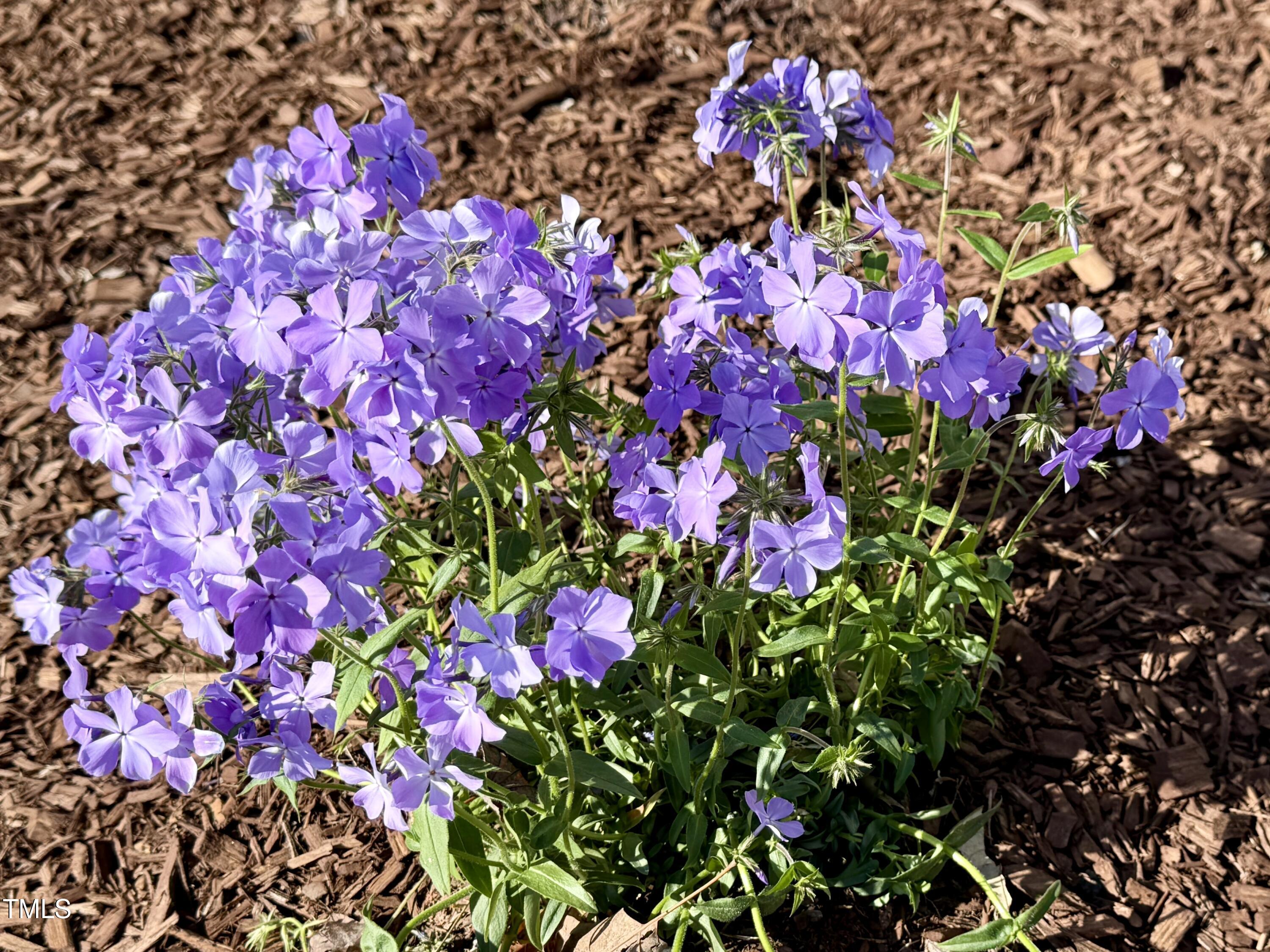 Photo #31