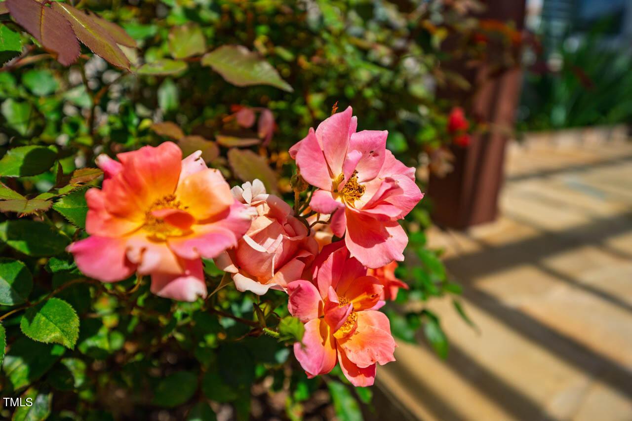 Photo #35