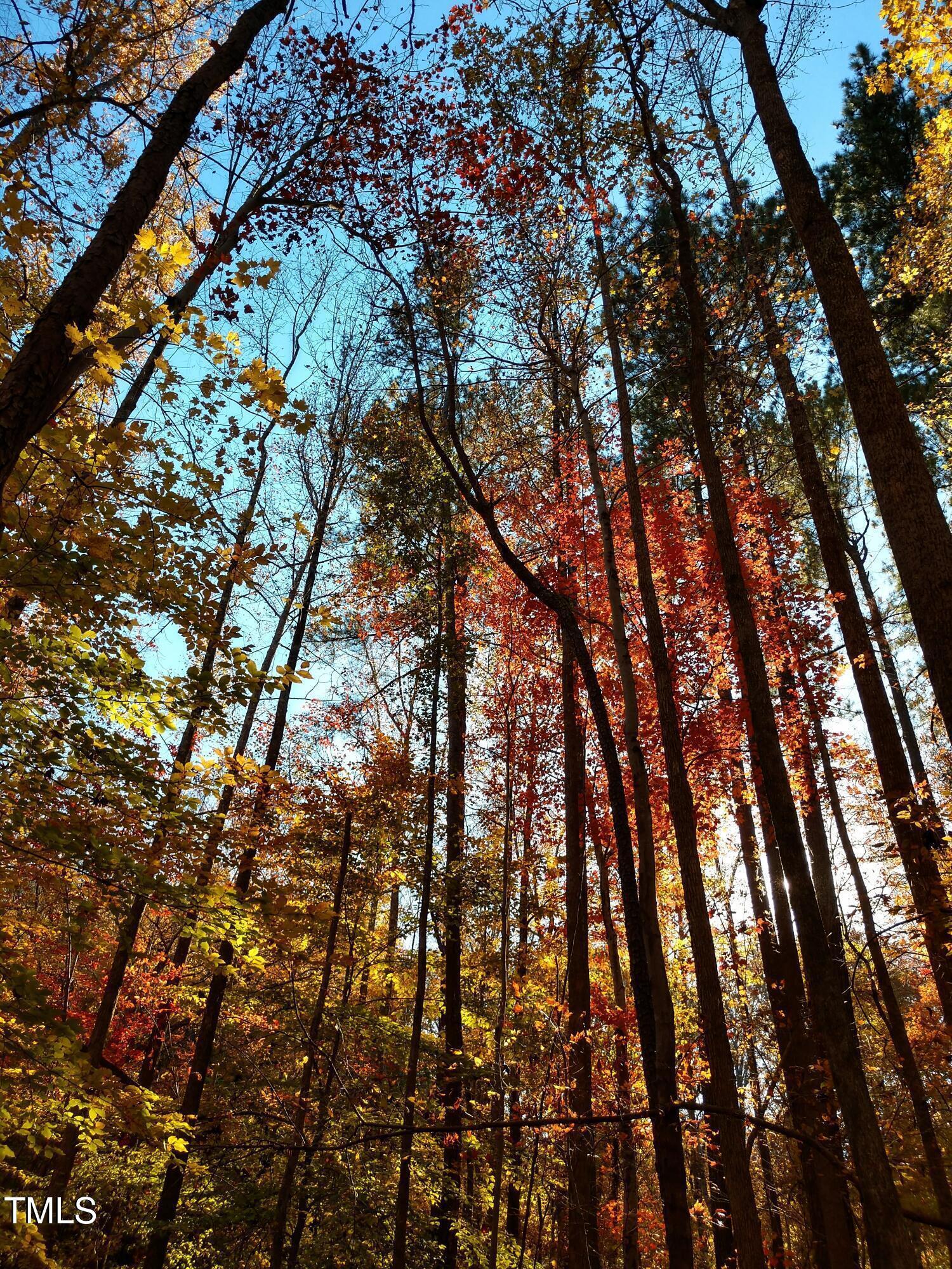 Photo #54