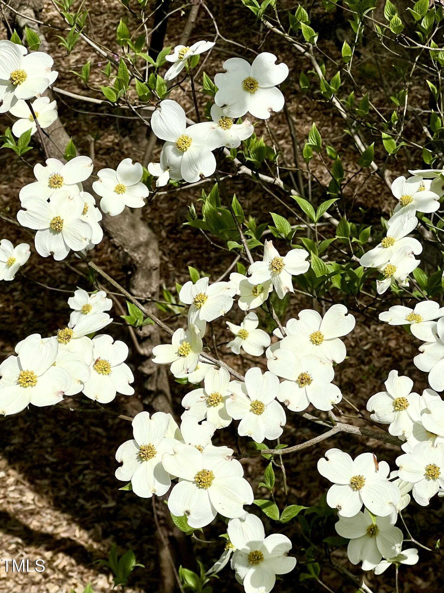 Photo #37