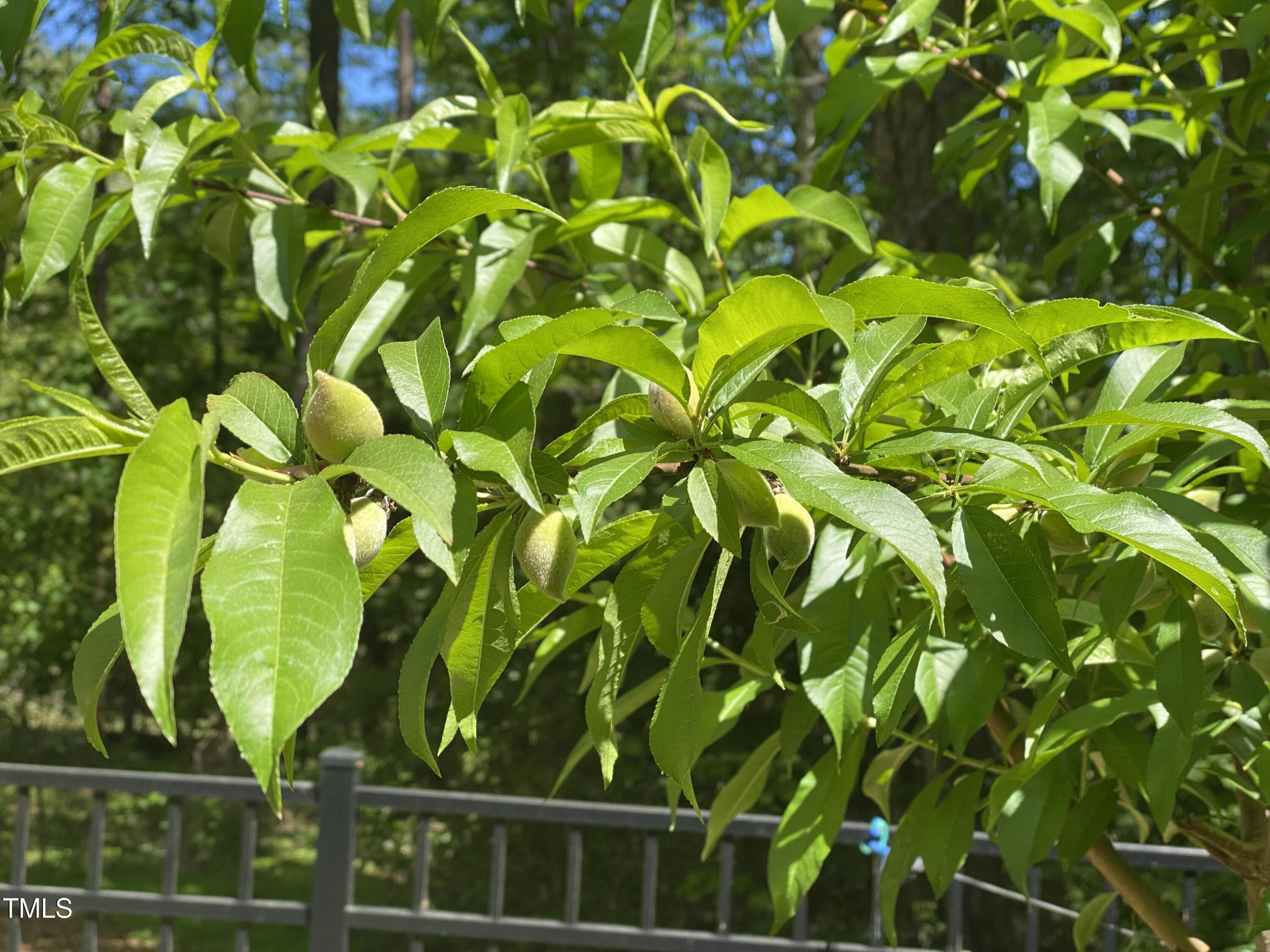 Photo #31