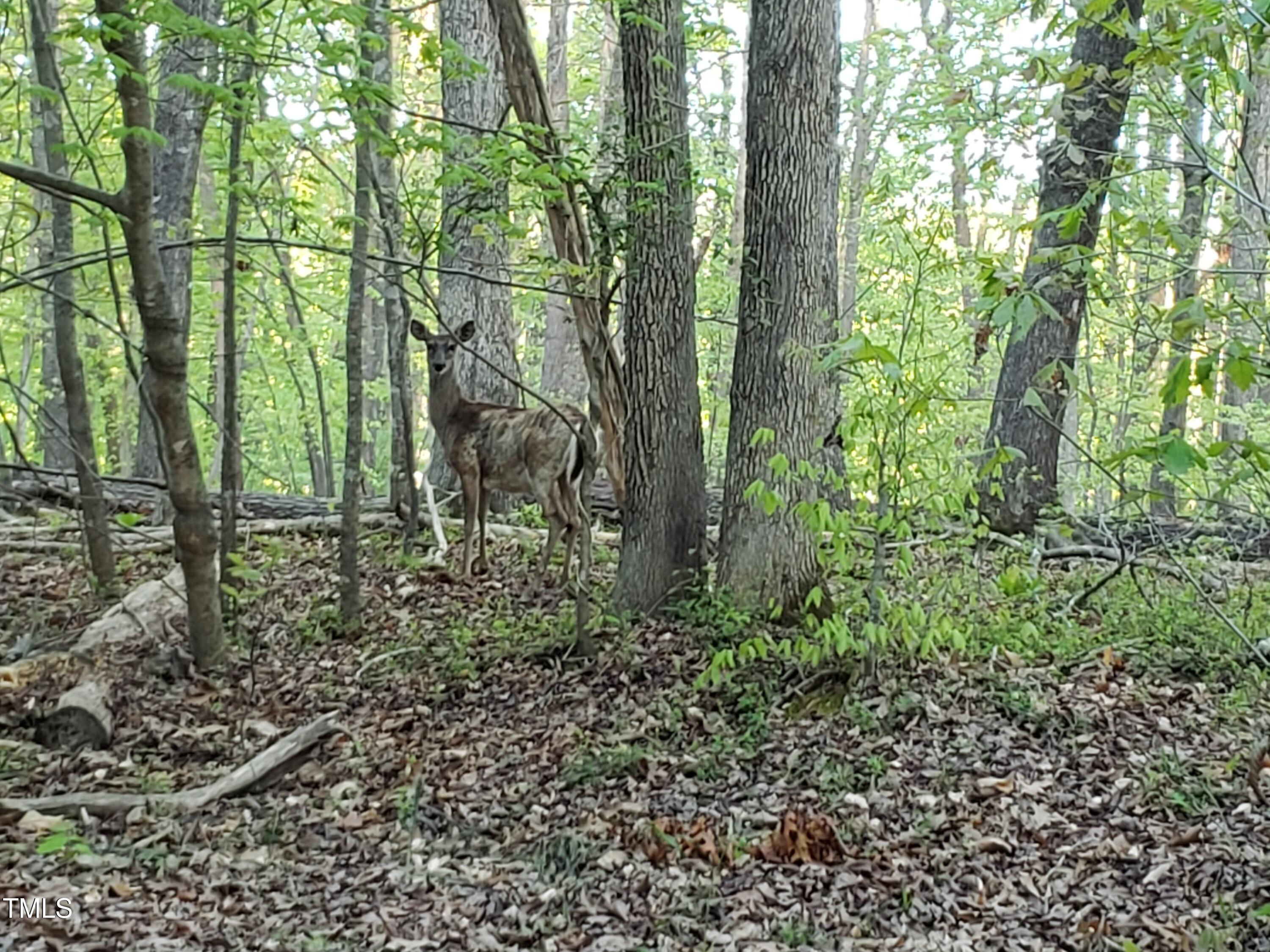 Photo #46