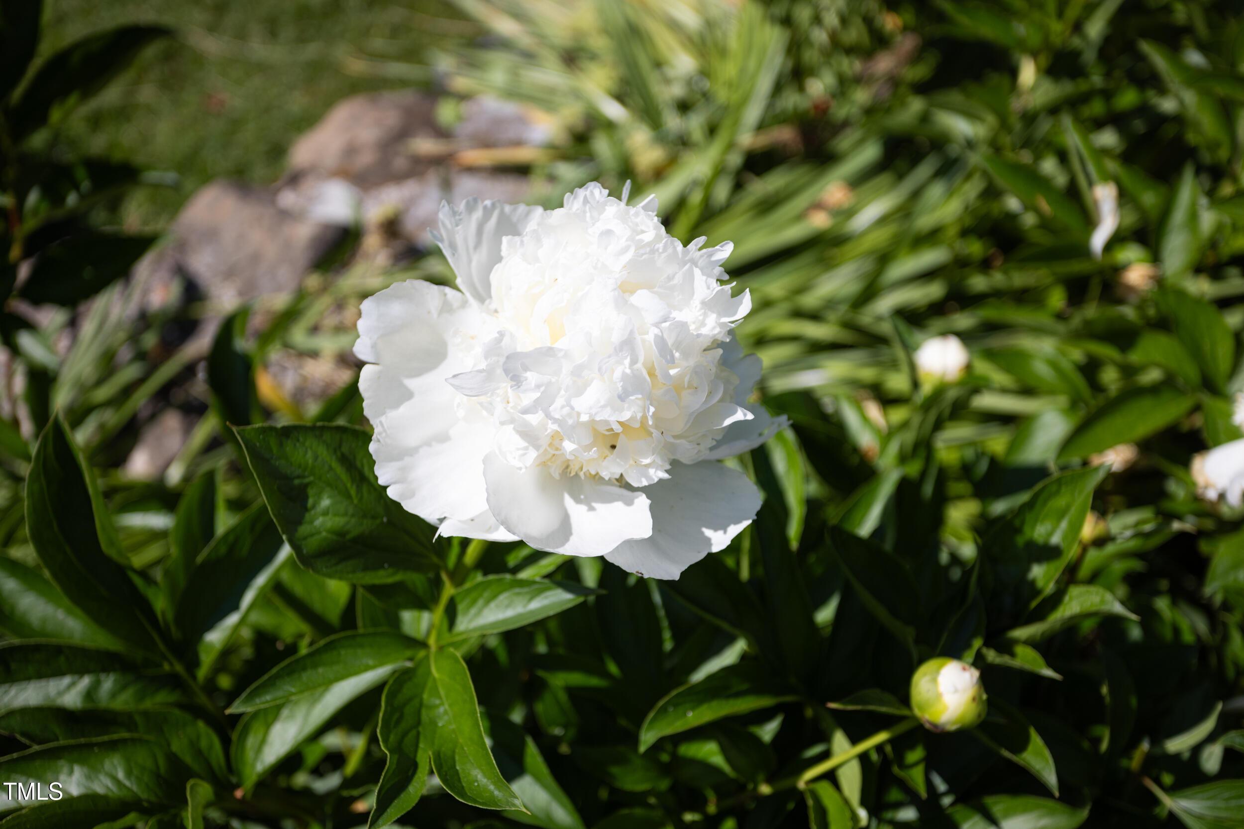 Photo #62