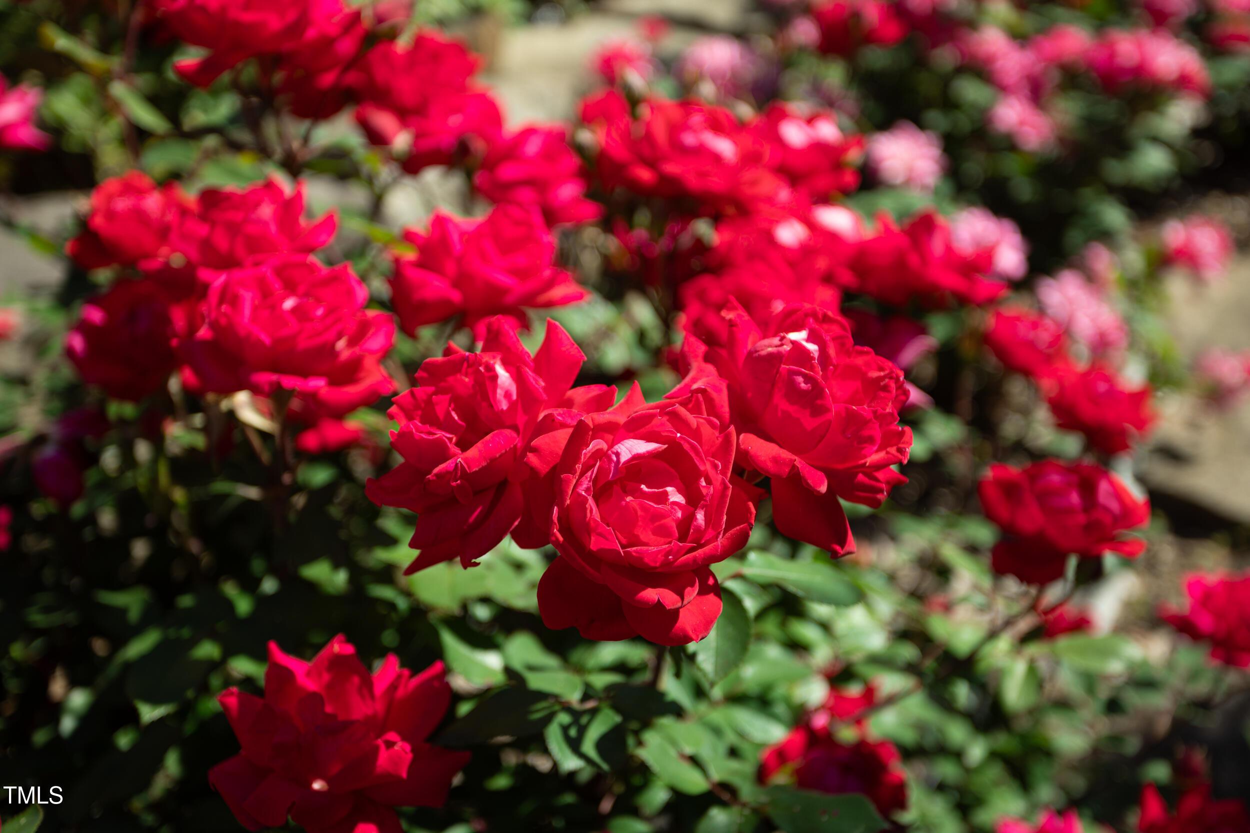 Photo #58