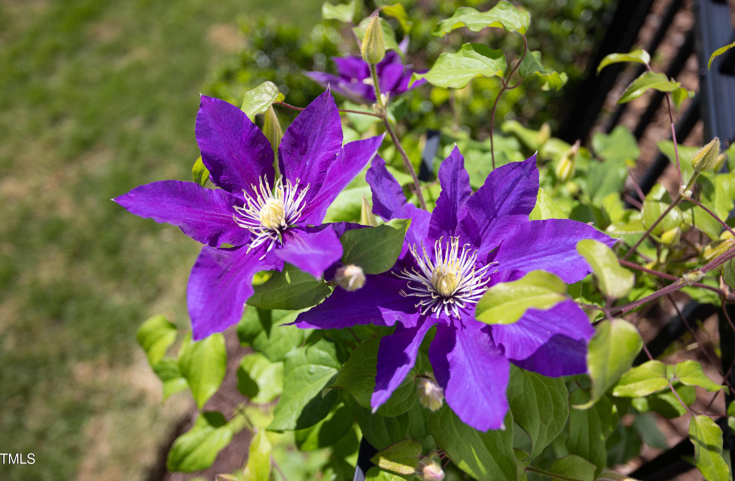 Photo #25