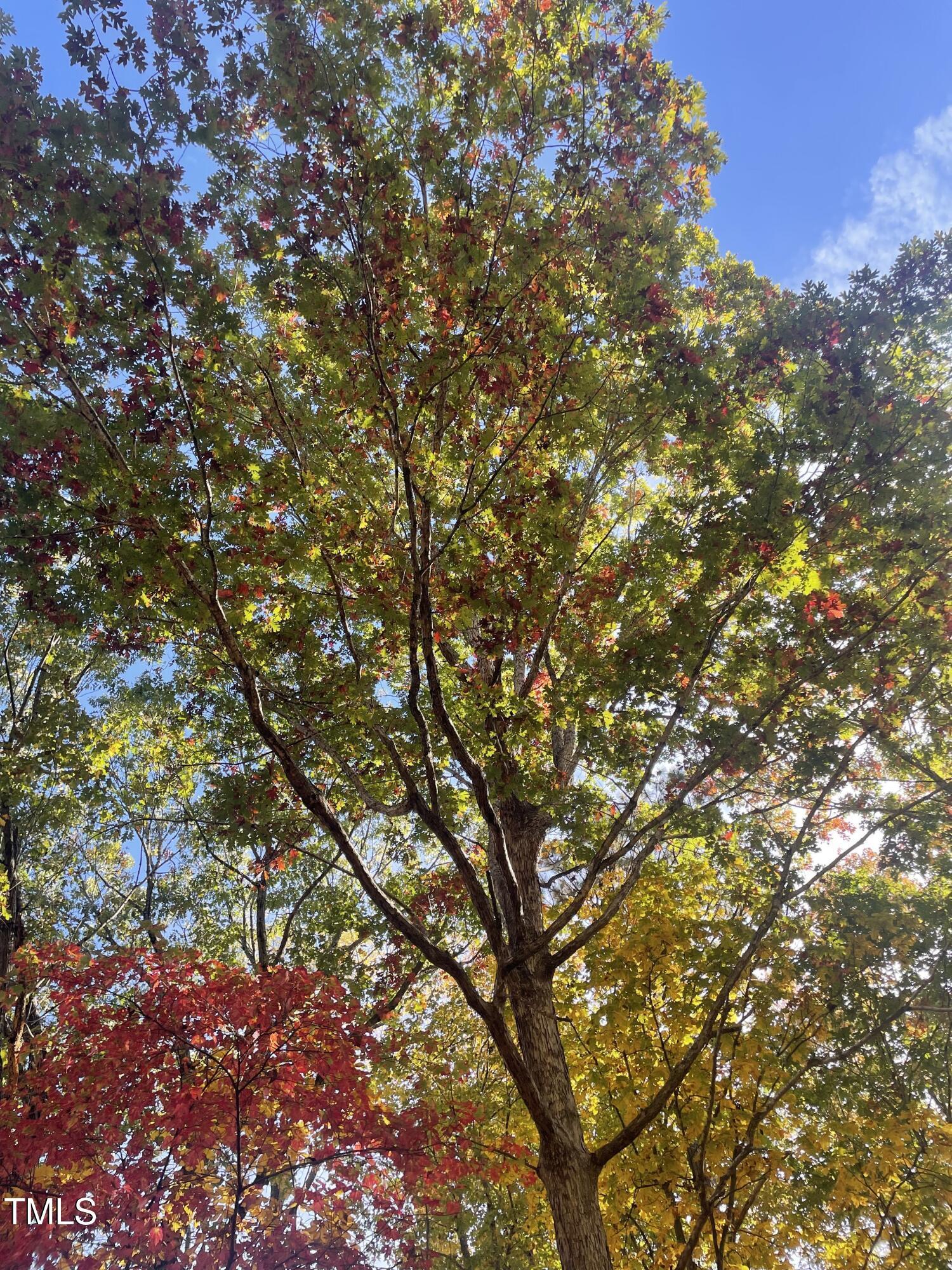 Photo #37