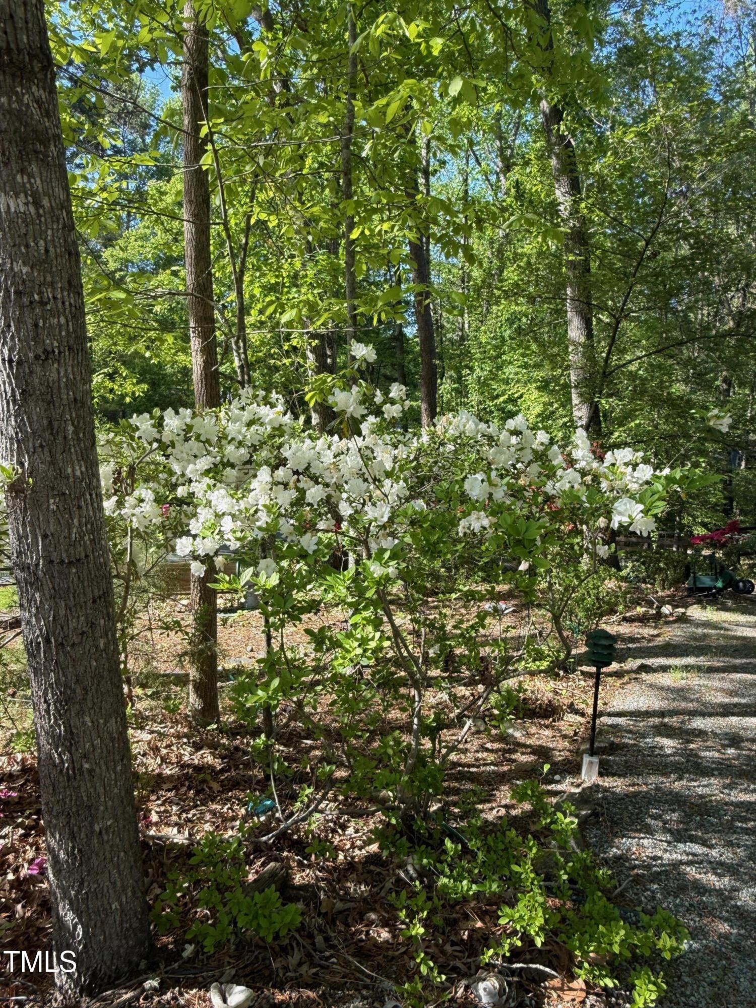 Photo #41