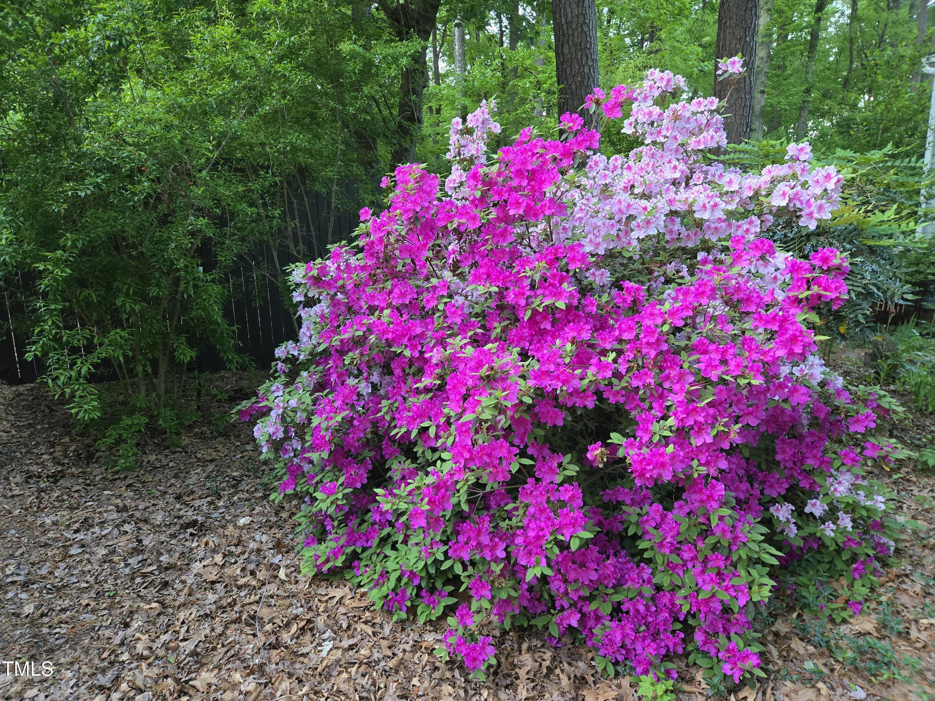 Photo #56