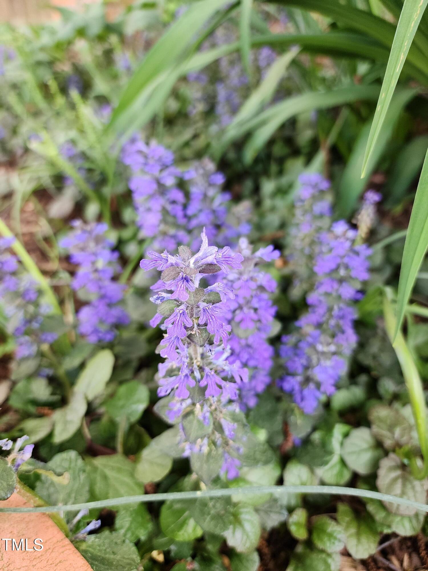 Photo #31