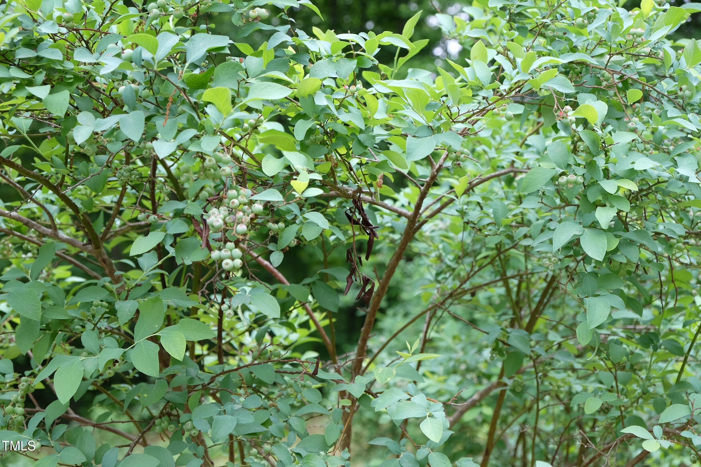 Photo #42