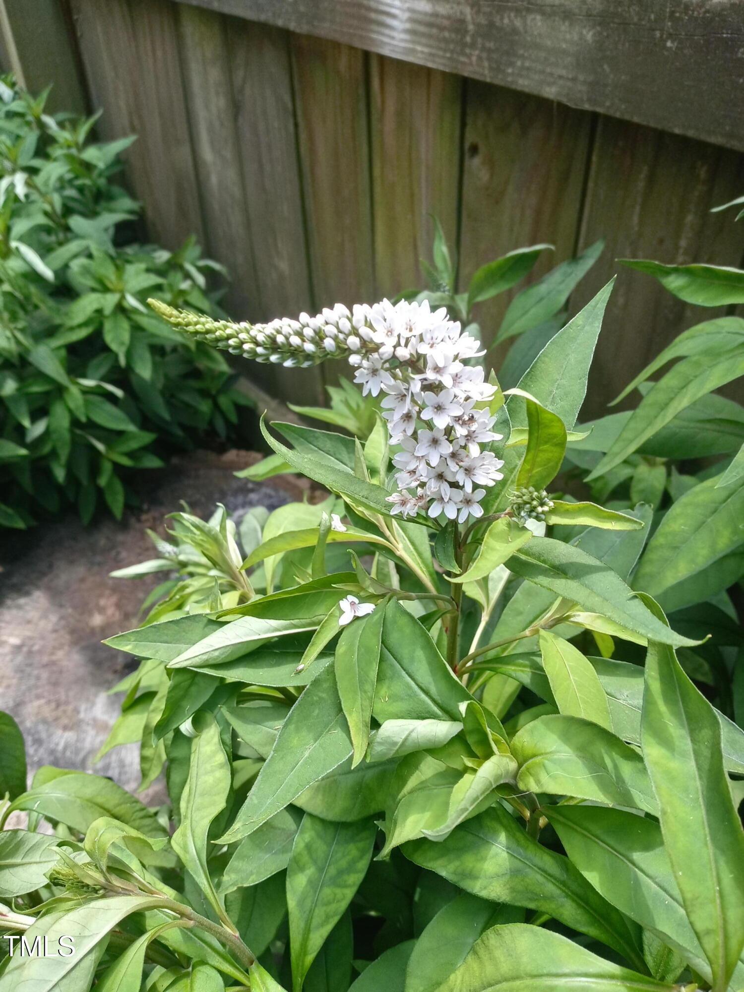 Photo #39
