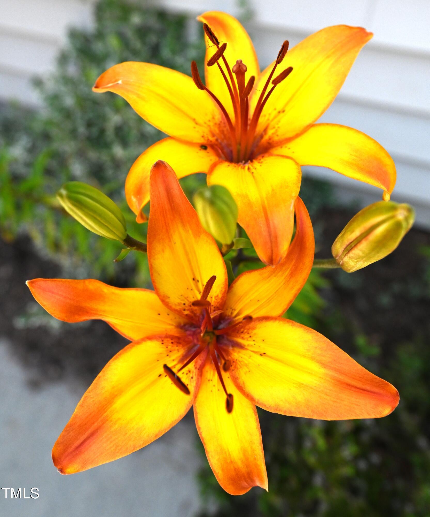 Photo #34