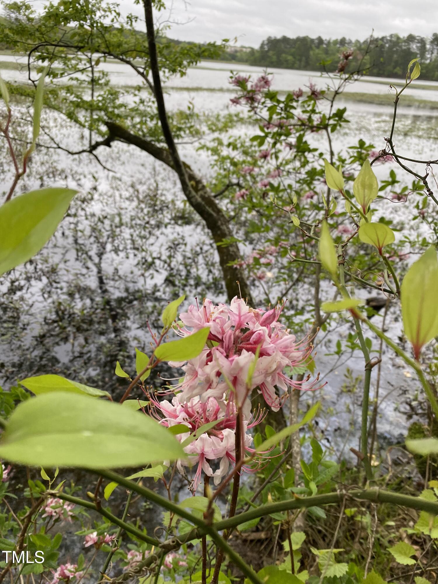 Photo #41