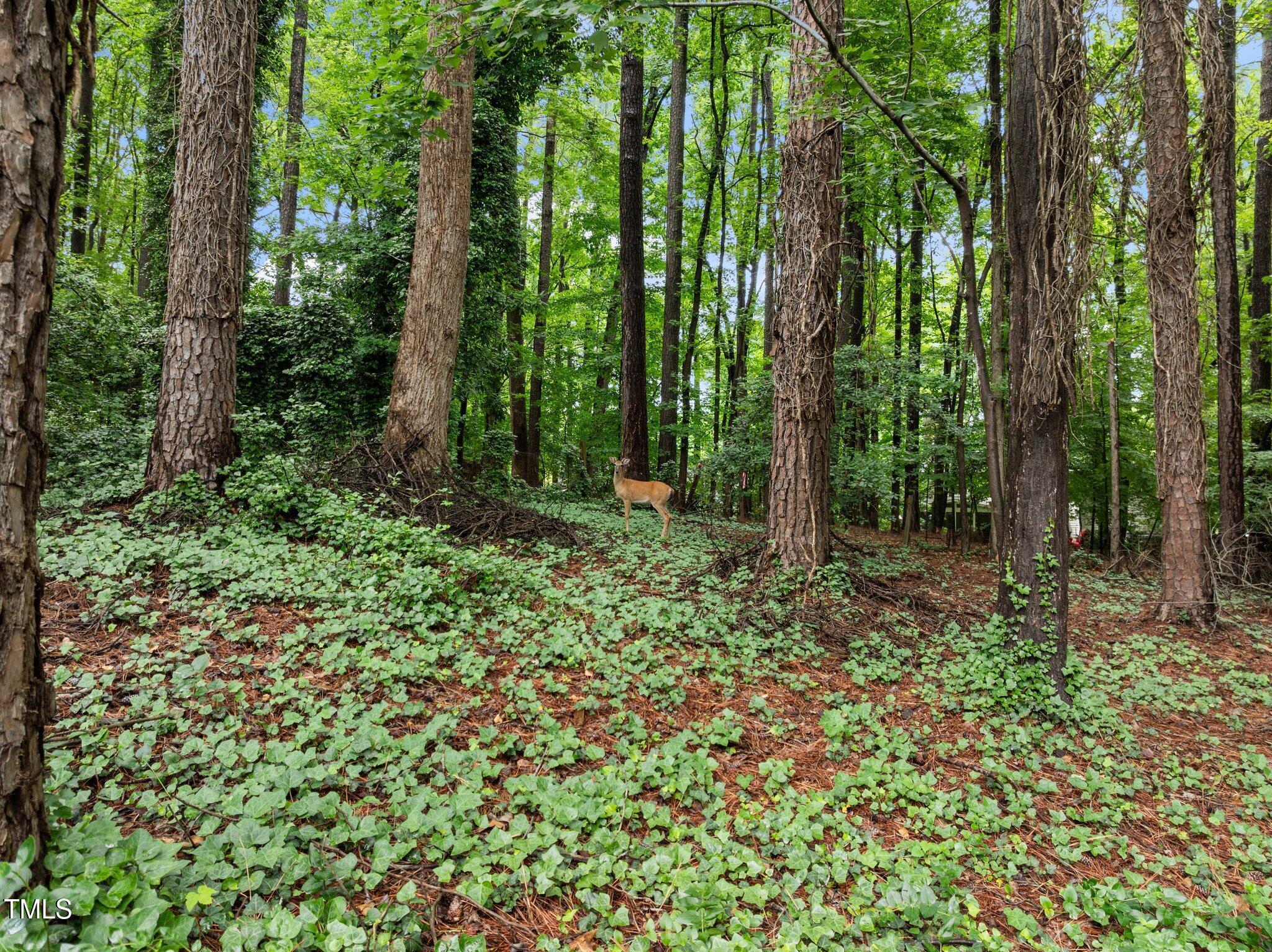 Photo #33