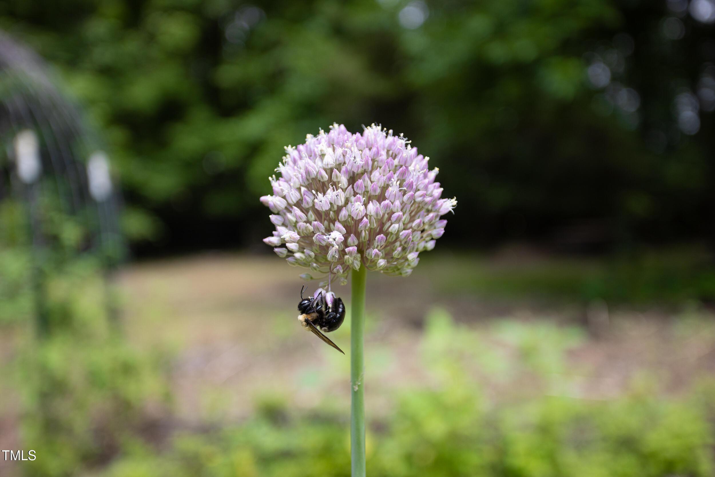 Photo #50