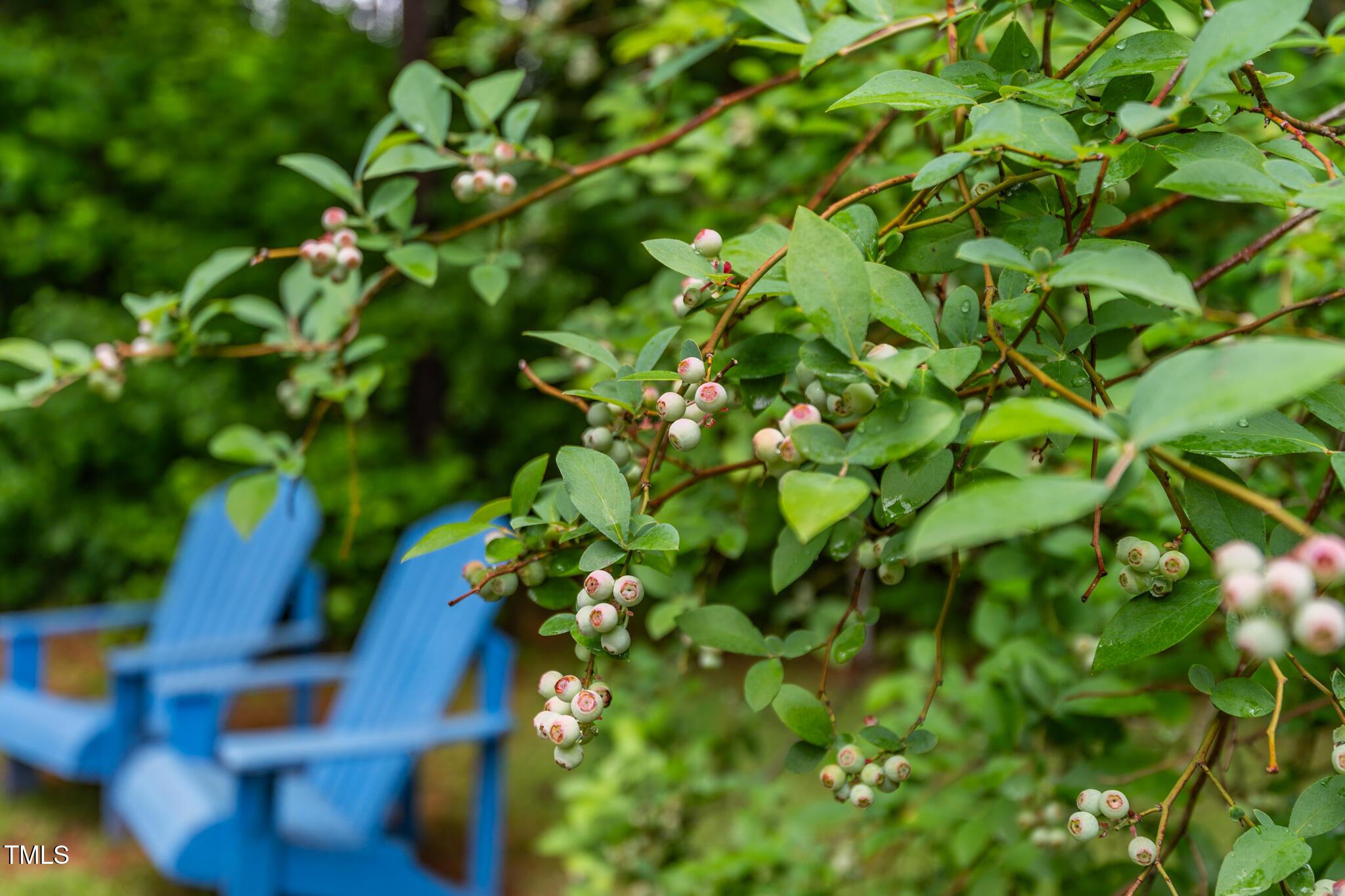 Photo #35