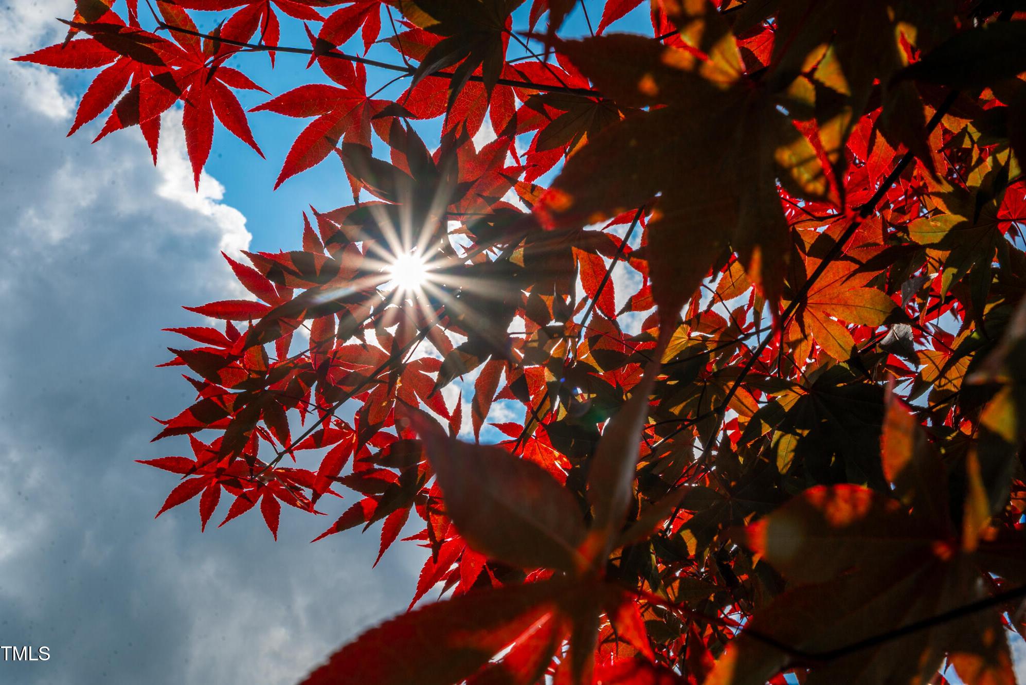 Photo #31