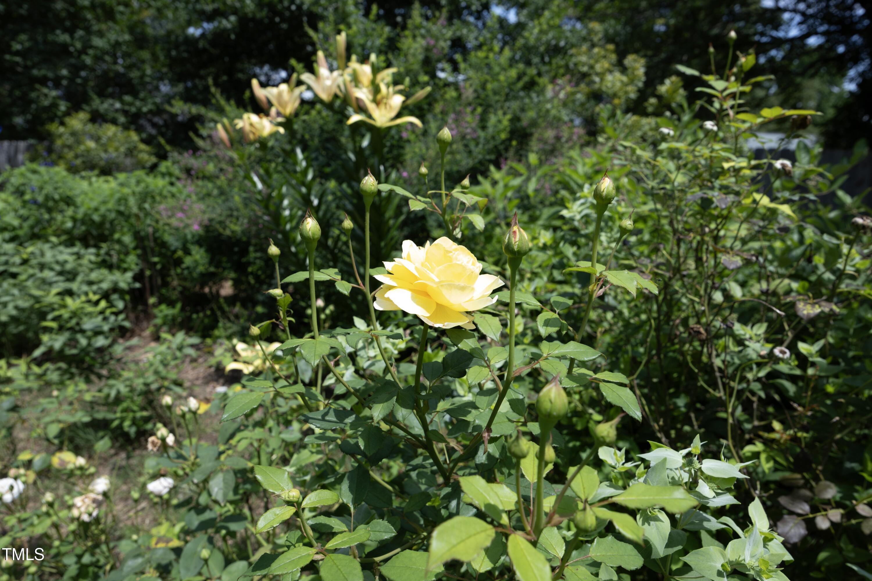 Photo #31