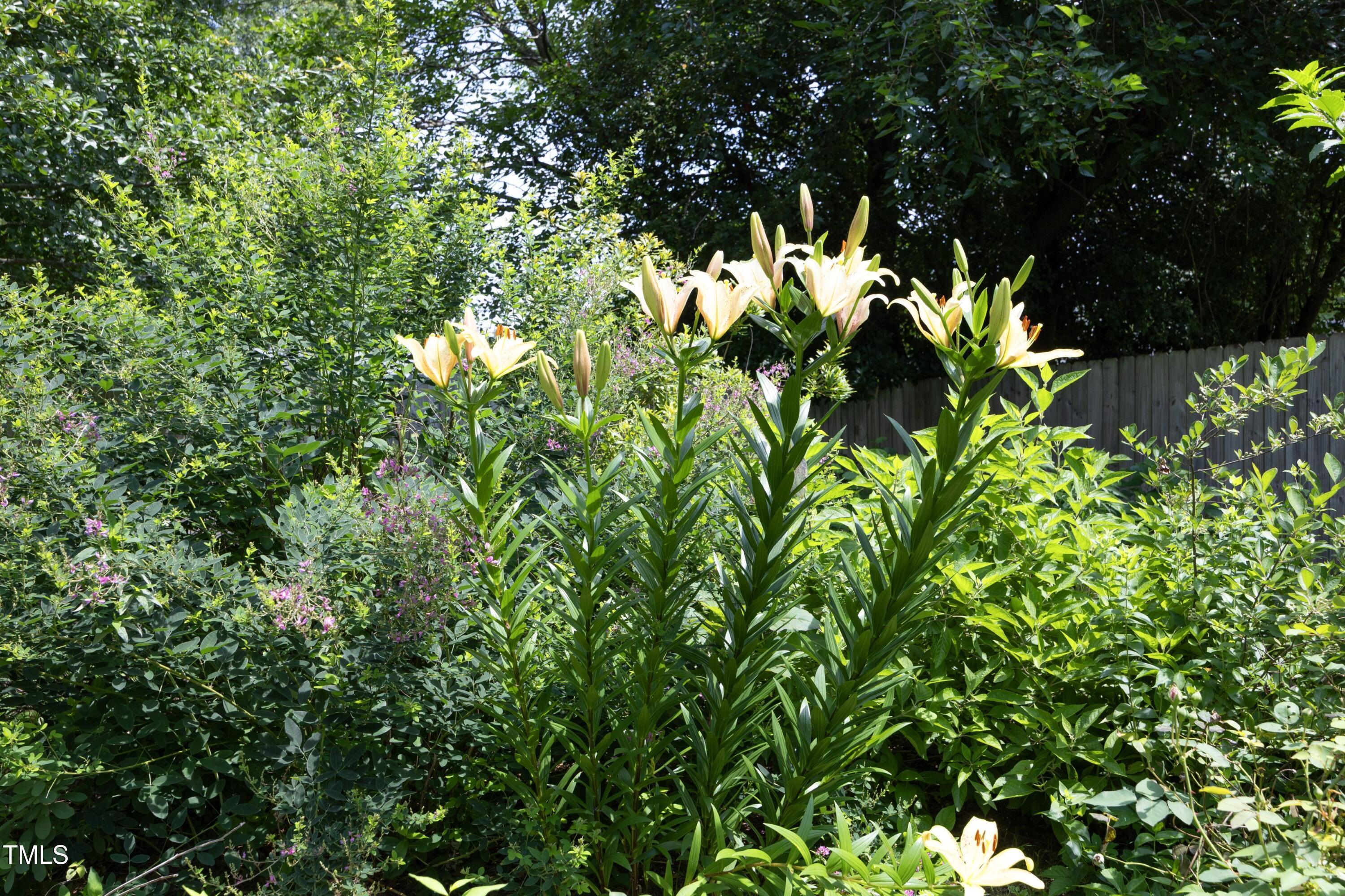 Photo #33