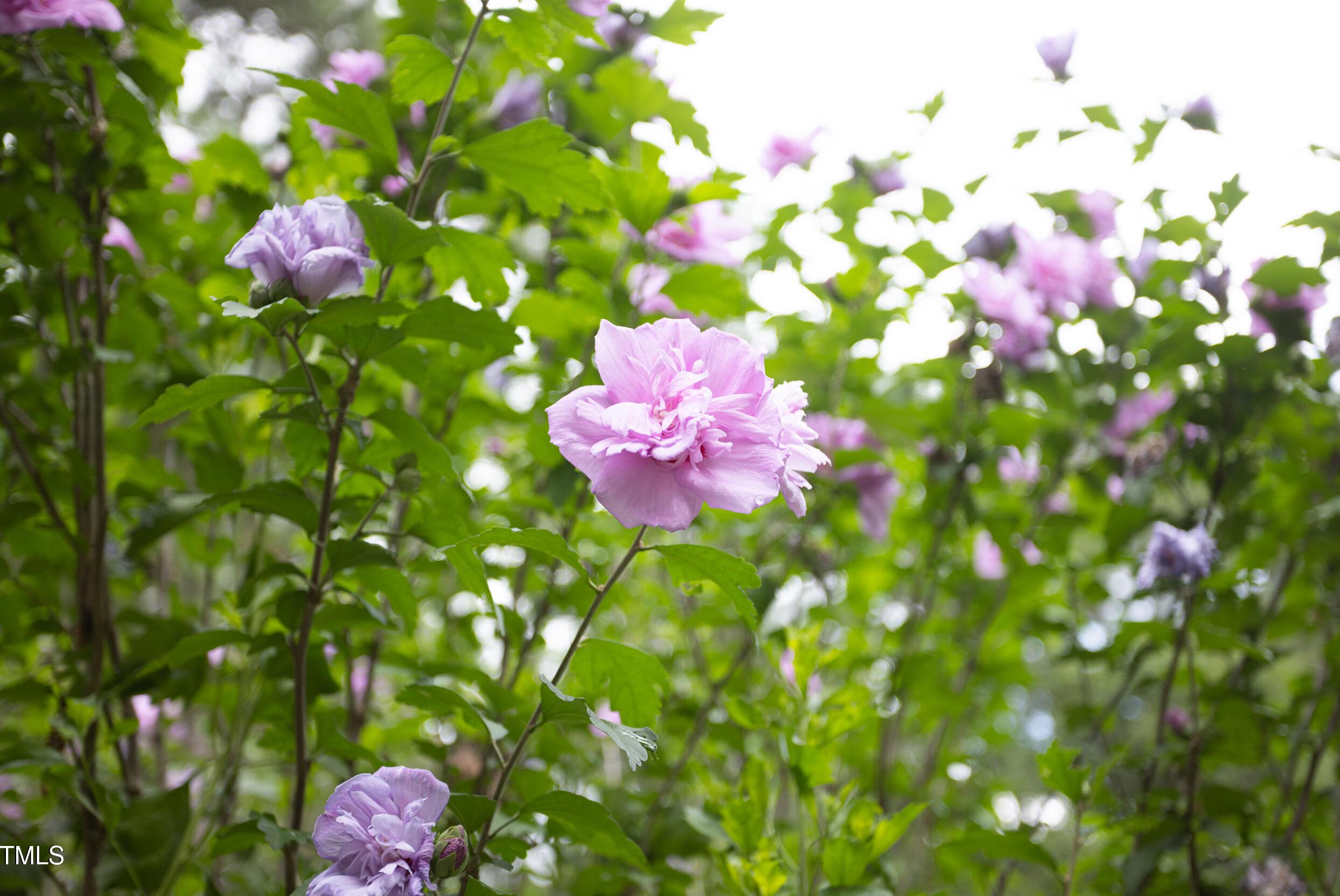 Photo #42
