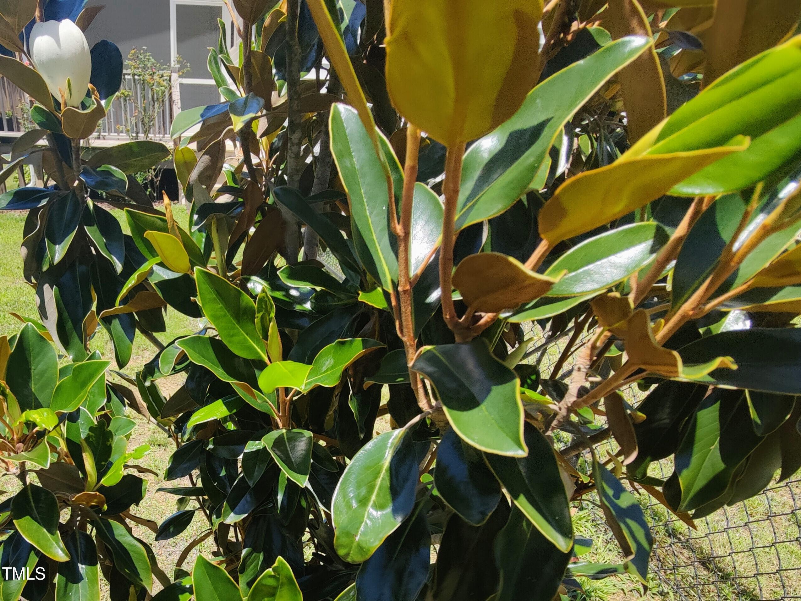 Photo #51